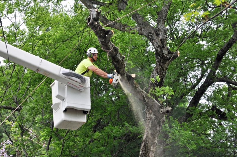 Arborist Pruning